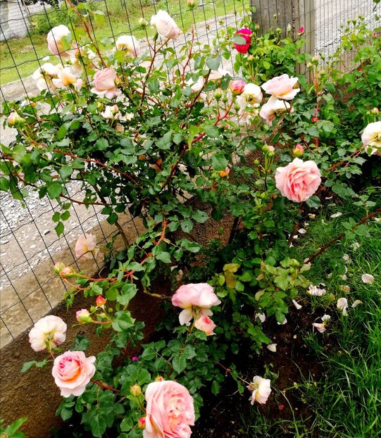  - Abraham Darby