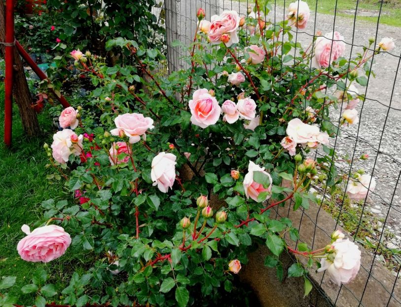  - Abraham Darby