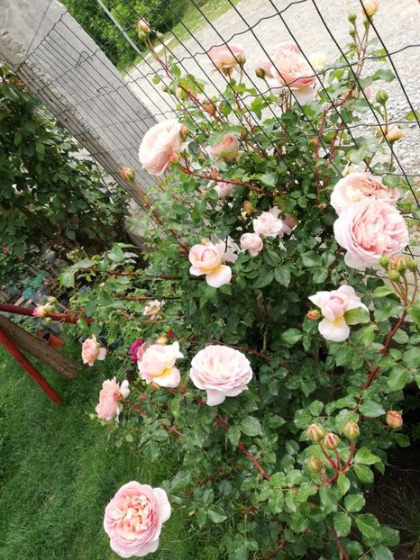  - Abraham Darby