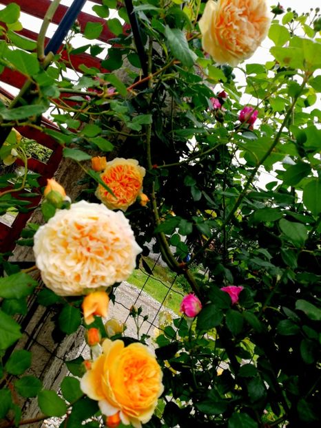  - Crown Princess Margareta