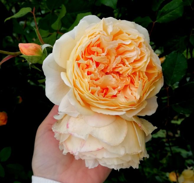 - Crown Princess Margareta