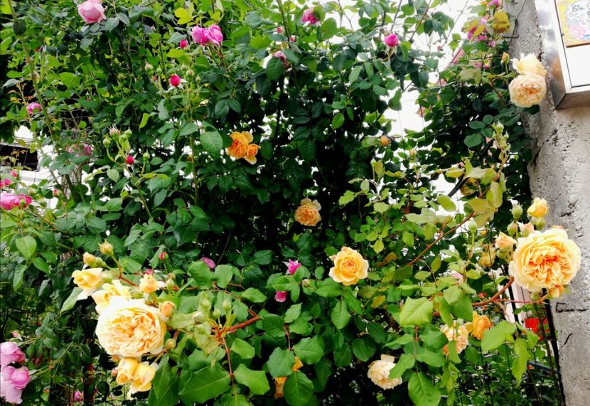  - Crown Princess Margareta