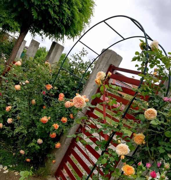  - Crown Princess Margareta