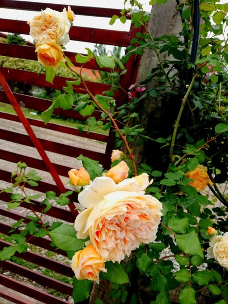  - Crown Princess Margareta