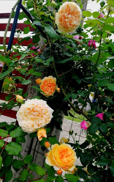  - Crown Princess Margareta