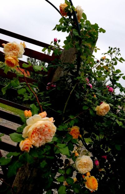  - Crown Princess Margareta