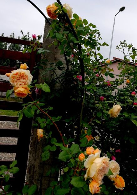  - Crown Princess Margareta