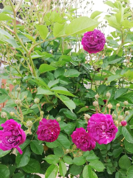  - Blue Magenta