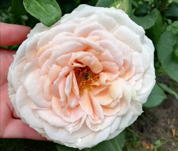  - Uetersener klosterrose- urcator