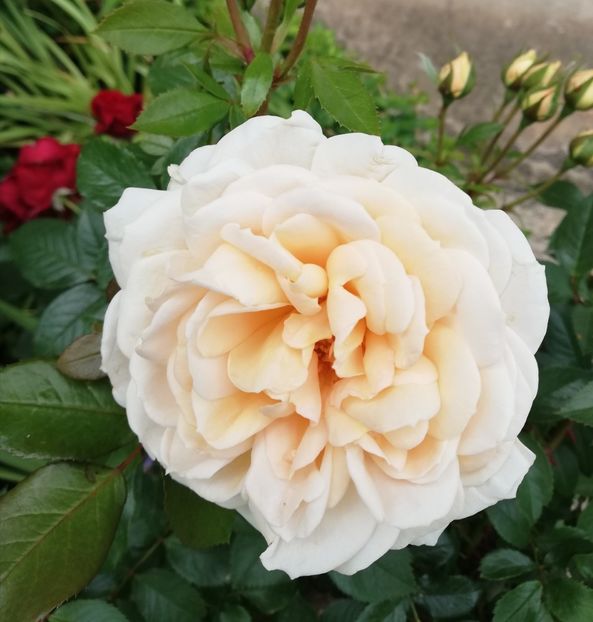  - Uetersener klosterrose- urcator