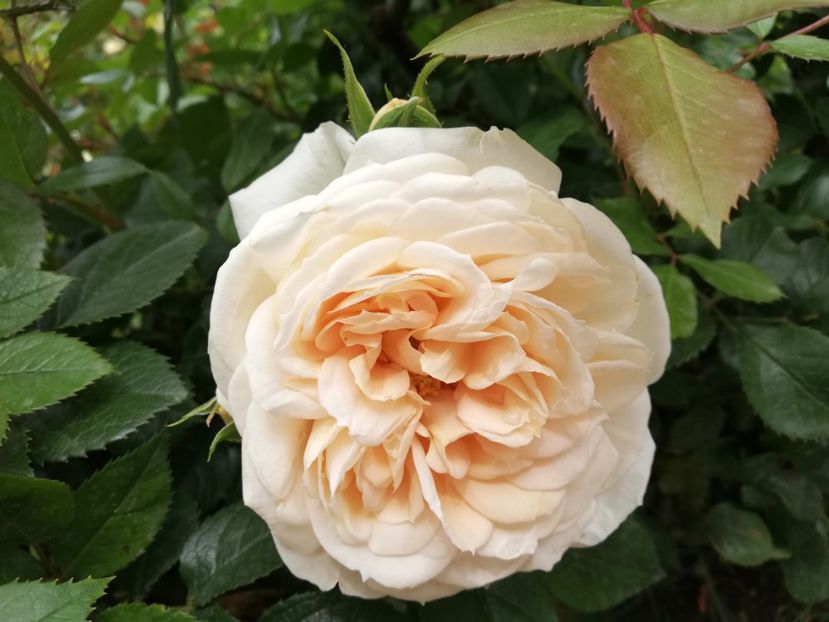  - Uetersener klosterrose- urcator