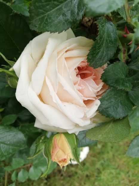  - Uetersener klosterrose- urcator