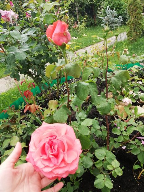  - Dee dee Bridgewater