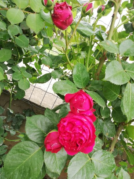  - Red Eden Erik Tabarly