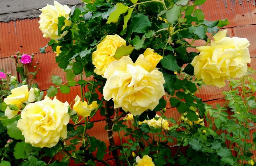  - Rimosa urcator