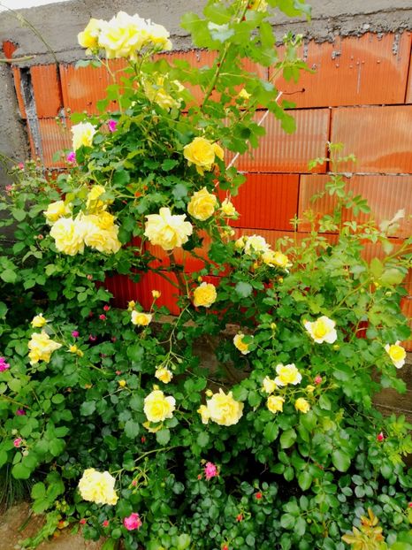  - Rimosa urcator