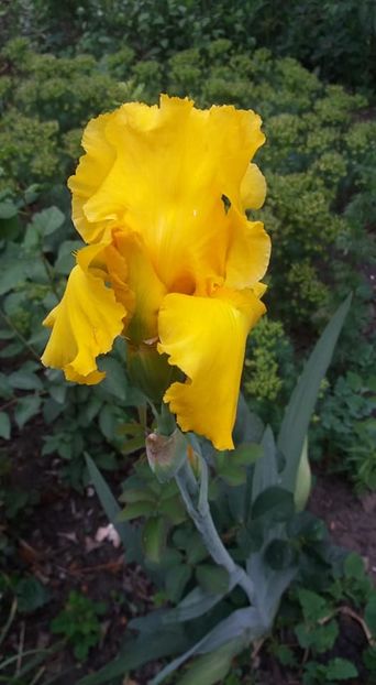  - A - A-Gradina de flori 2020