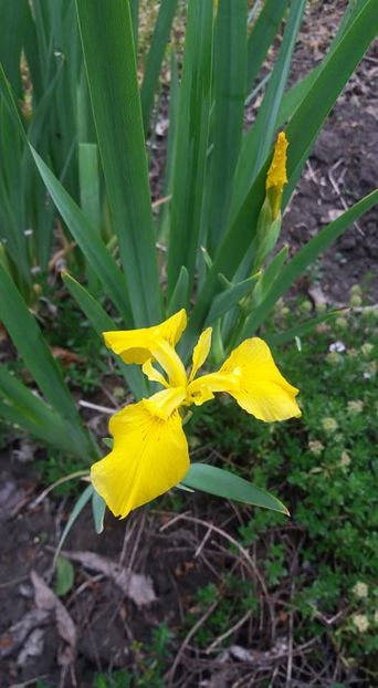  - A - A-Gradina de flori 2020