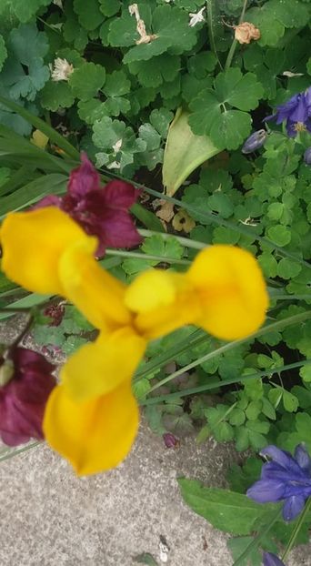  - A - A-Gradina de flori 2020