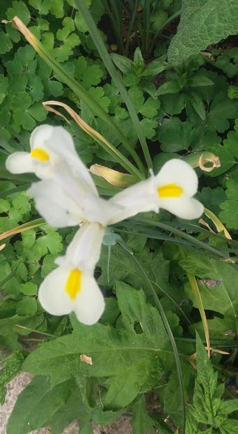  - A - A-Gradina de flori 2020