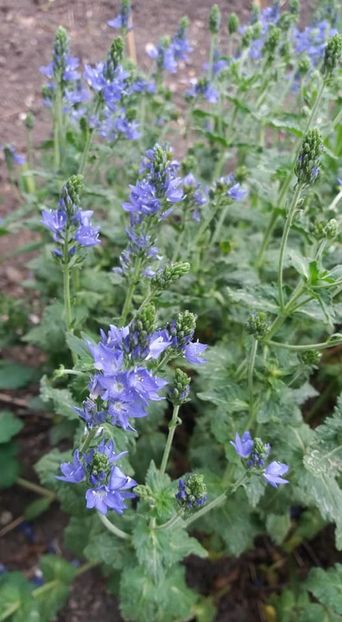  - A - A-Gradina de flori 2020