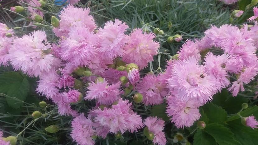  - A - A-Gradina de flori 2020