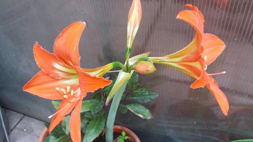  - A - A-Gradina de flori 2020