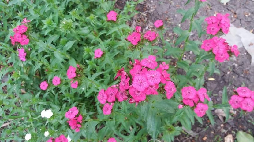  - A - A-Gradina de flori 2020