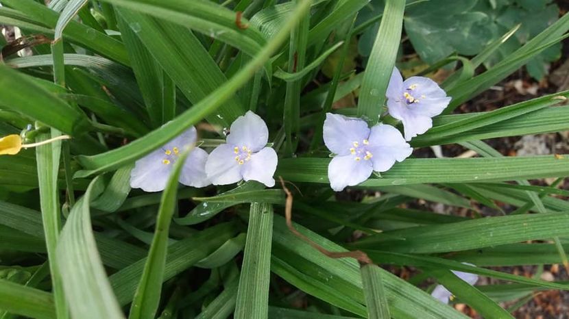  - A - A-Gradina de flori 2020