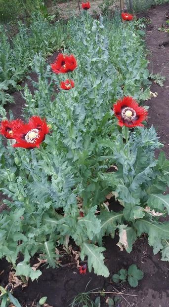  - A - A-Gradina de flori 2020