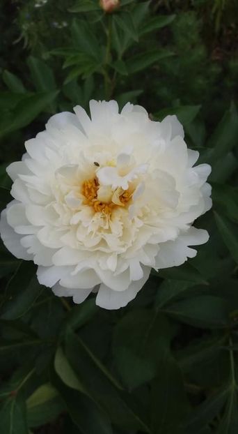  - A - A-Gradina de flori 2020