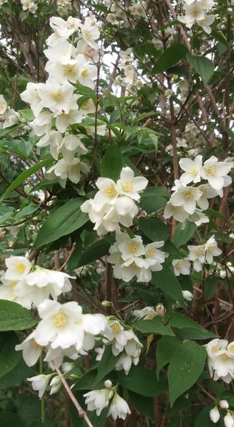  - A - A-Gradina de flori 2020