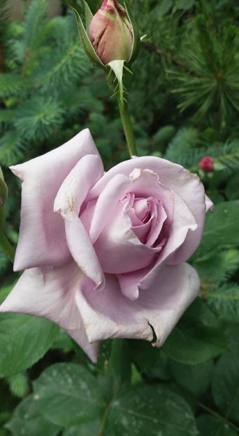  - A - A-Gradina de flori 2020