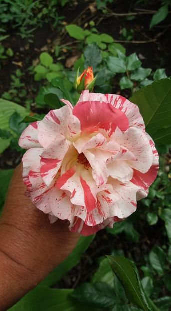  - A - A-Gradina de flori 2020