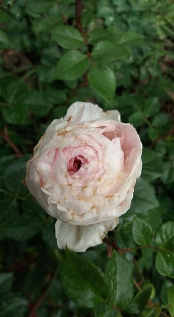  - A - A-Gradina de flori 2020