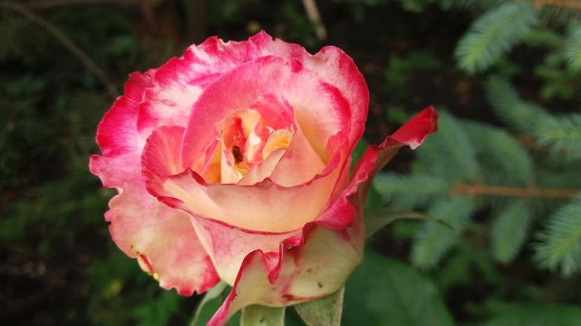  - A - A-Gradina de flori 2020