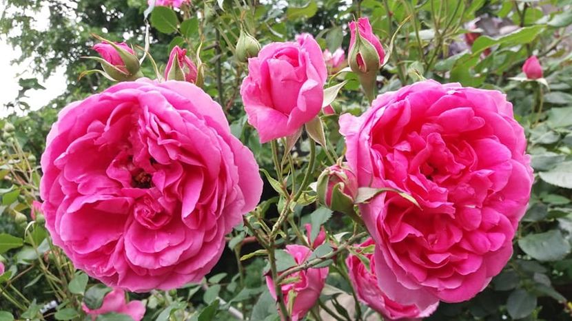  - A - A-Gradina de flori 2020