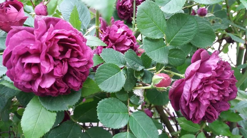  - A - A-Gradina de flori 2020