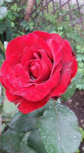  - A - A-Gradina de flori 2020