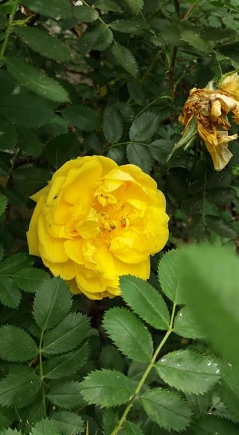  - A - A-Gradina de flori 2020