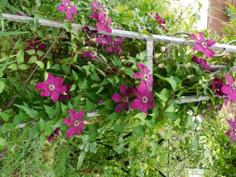  - Clematite 2020
