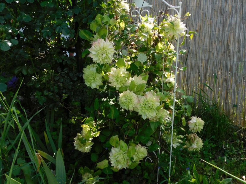  - Clematite 2020
