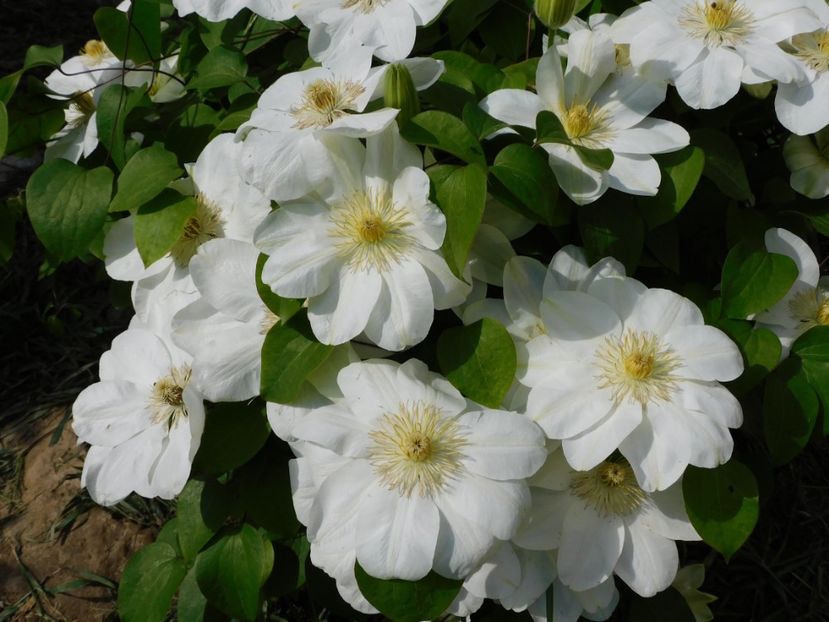  - Clematite 2020