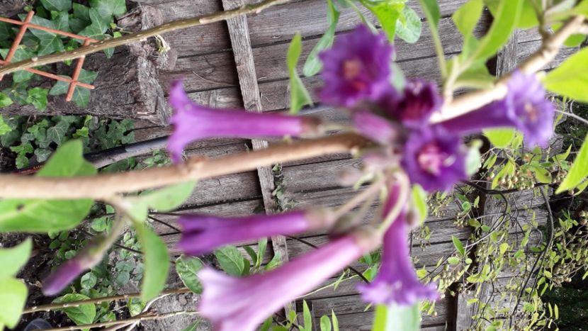  - Acnistus australis mov