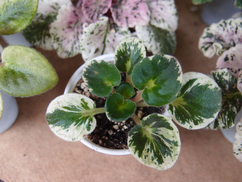 P5206058 - DN Abrikoska