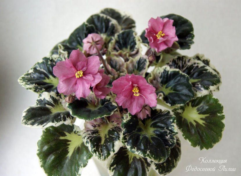 poza net - DN Abrikoska