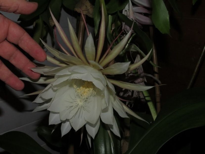 oxypetalum floare f mare complet alba - 0 AAA OFERTE DE PLANTE