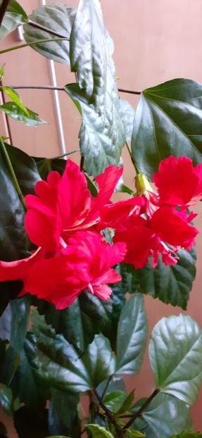  - Hibiscus 2015-2024