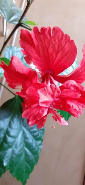  - Hibiscus 2015-2024