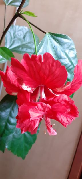  - Hibiscus 2015-2024
